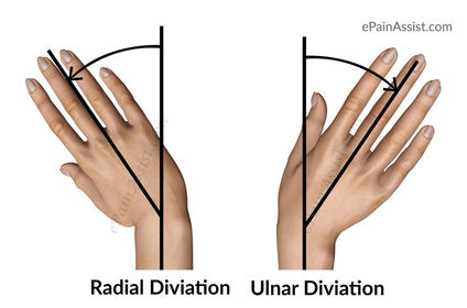 Anatomical terms to describe movement | Flashcards