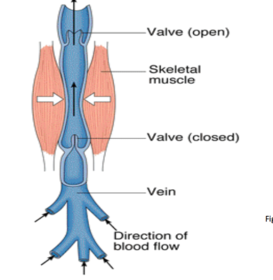 Cardiovascular II | Flashcards