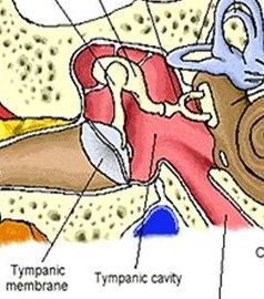1. Anatomy & Physiology of the Ear | Flashcards