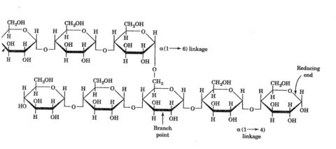 AS Level AQA Biology: Unit 1 (Biological Molecules) | Flashcards