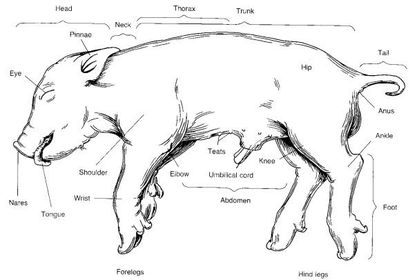 Fetal Pig Dissection Vocabulary | Flashcards