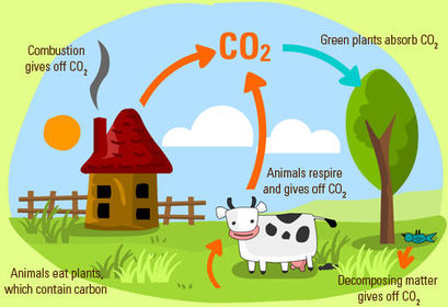 Biogeochemical Cycle Flashcards