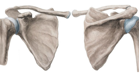 What makes up the shoulder girdle and the shoulder joint?
