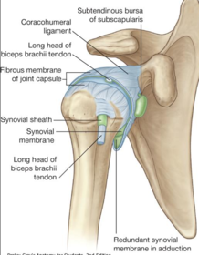 Sc13L03 The pectoral girdle and shoulder joints | Flashcards