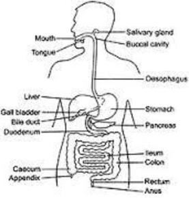 Alimentary Canal | Flashcards