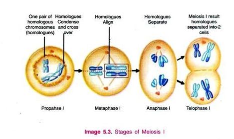 Module:2.3 MAKING Gametes | Flashcards