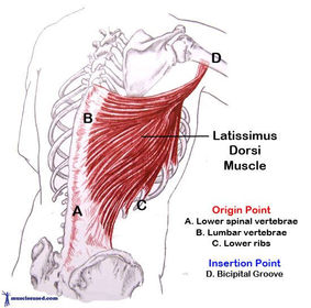 M. Latissimus Dorsi (breiter Rückenmuskel) 