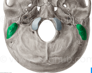 anatomy - neurocranium | Flashcards