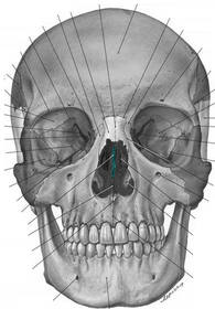 anatomy - neurocranium | Flashcards