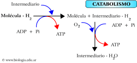 Funciones anabolicas y catabolicas ejemplos