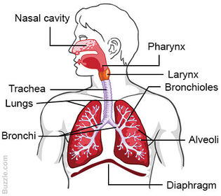 eating, drinking, and breathing | Flashcards