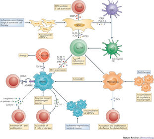 Mecanismos de evasión inmunitaria de las células tumorales | Flashcards