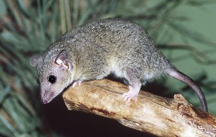 quaqua marsupial