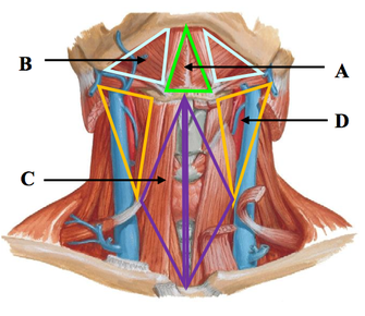 Superficial Neck | Flashcards