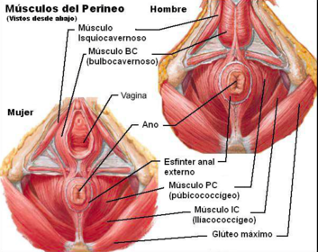 músculo isquiocavernoso