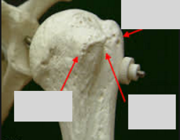 Sc13L03 The pectoral girdle and shoulder joints