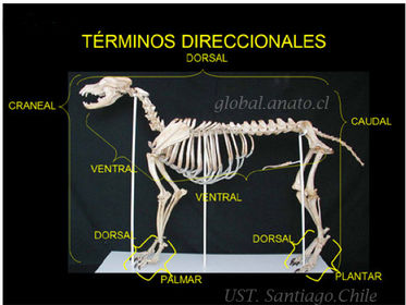 Anatomía Animal (Sistema Óseo) | Flashcards