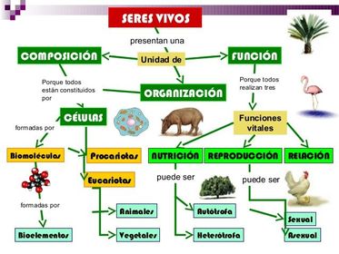 biologia | Flashcards