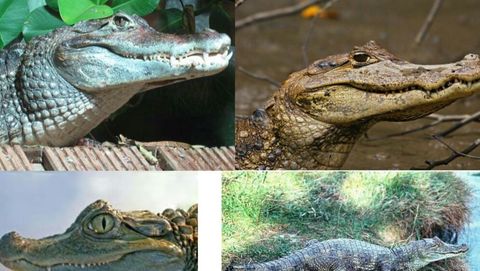 Reptiles | Flashcards