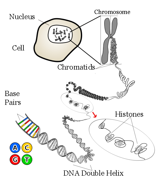 Structure of DNA | Note