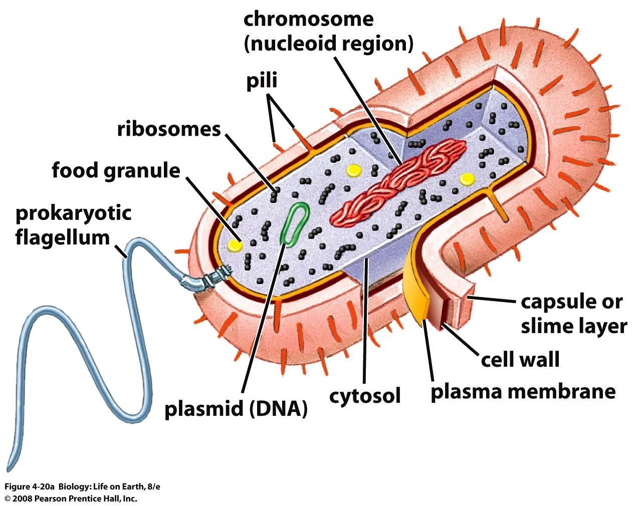 Biology Chapter 4 Note