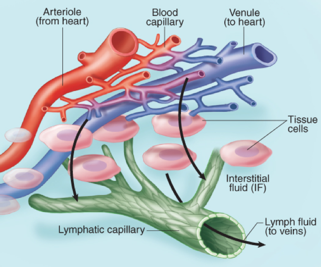 Lymphatic system | Note