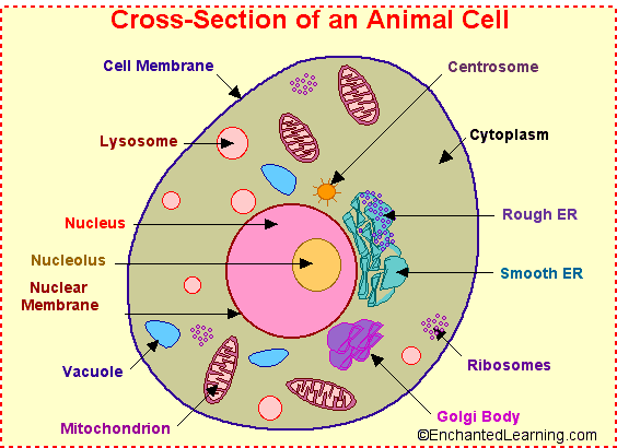 Cells and Their Organization | Note