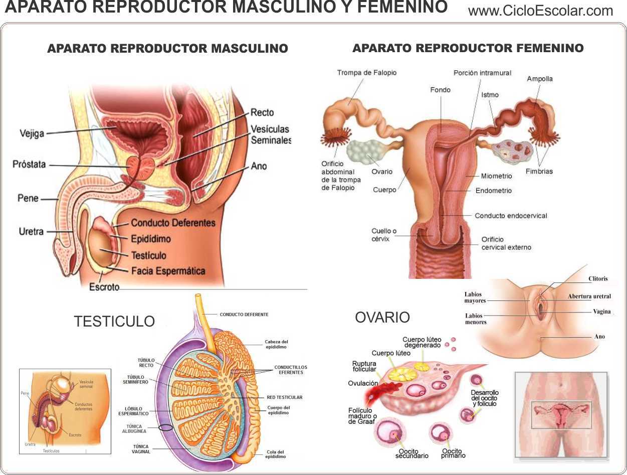 Ciclo reproductor femenino