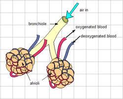 Gas Exchange - Humans | Note