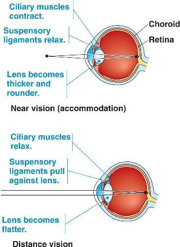 suspensory ligaments of the eye