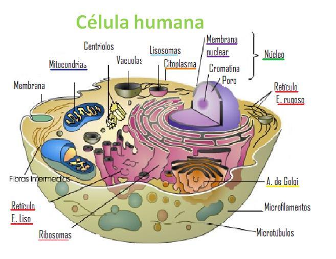 La Célula Humana Note