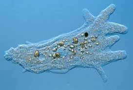 protista amoeba