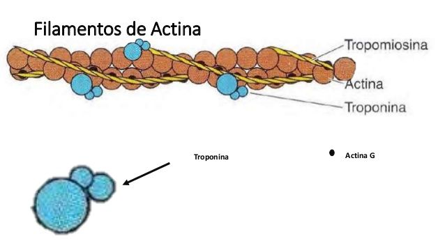 estructura de microvellosidades