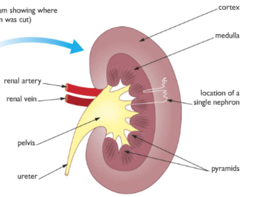 Homeostasis And Excretion 