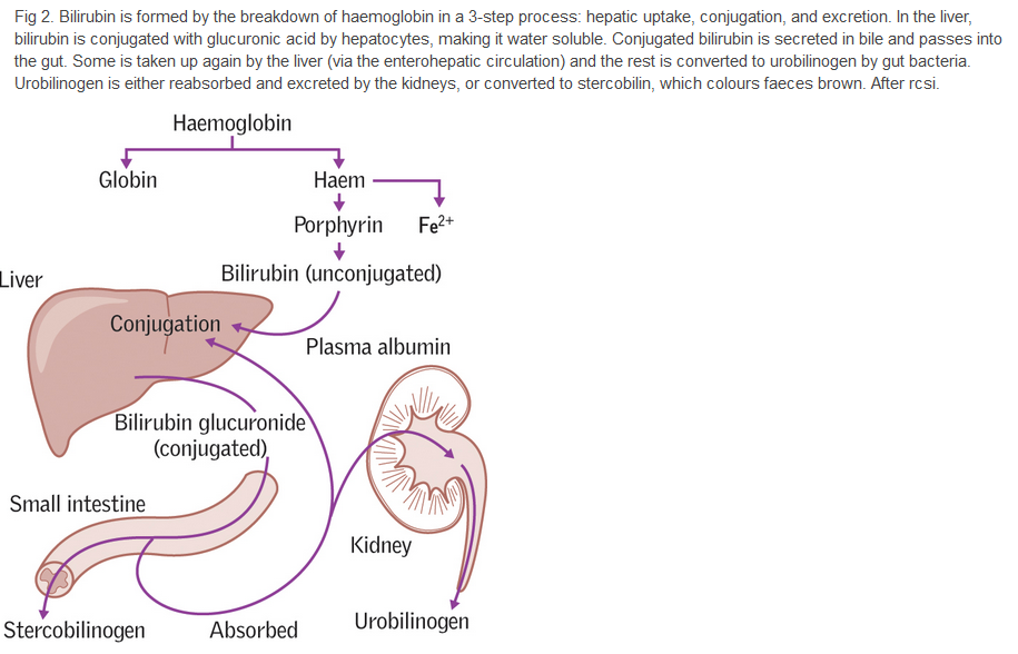 Anatomy and Basic Functions of the Liver and Bilirubin Metabolism | Note