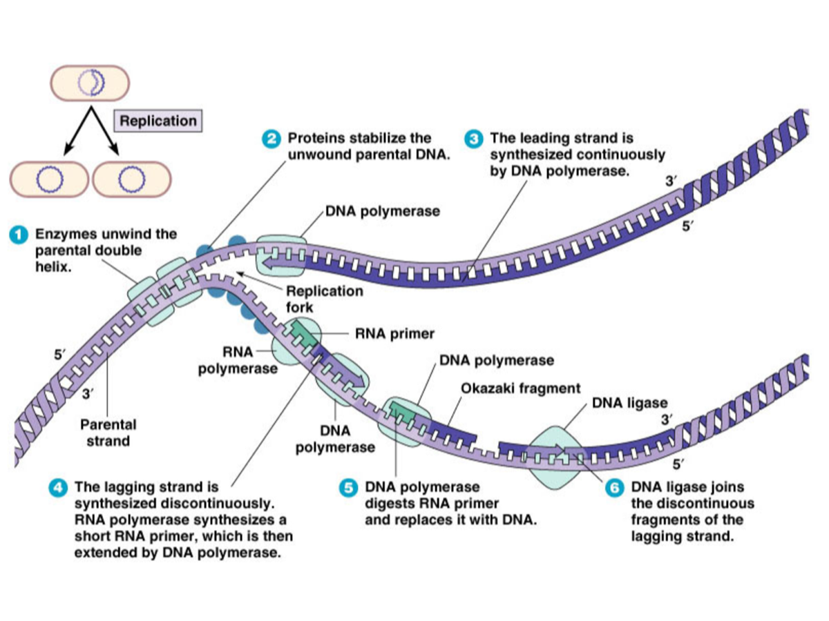 Праймер биология. Схема процесса репликации ДНК. Схема репликации молекулы ДНК. Элонгация репликации ДНК схема. Схема репликации биохимия.