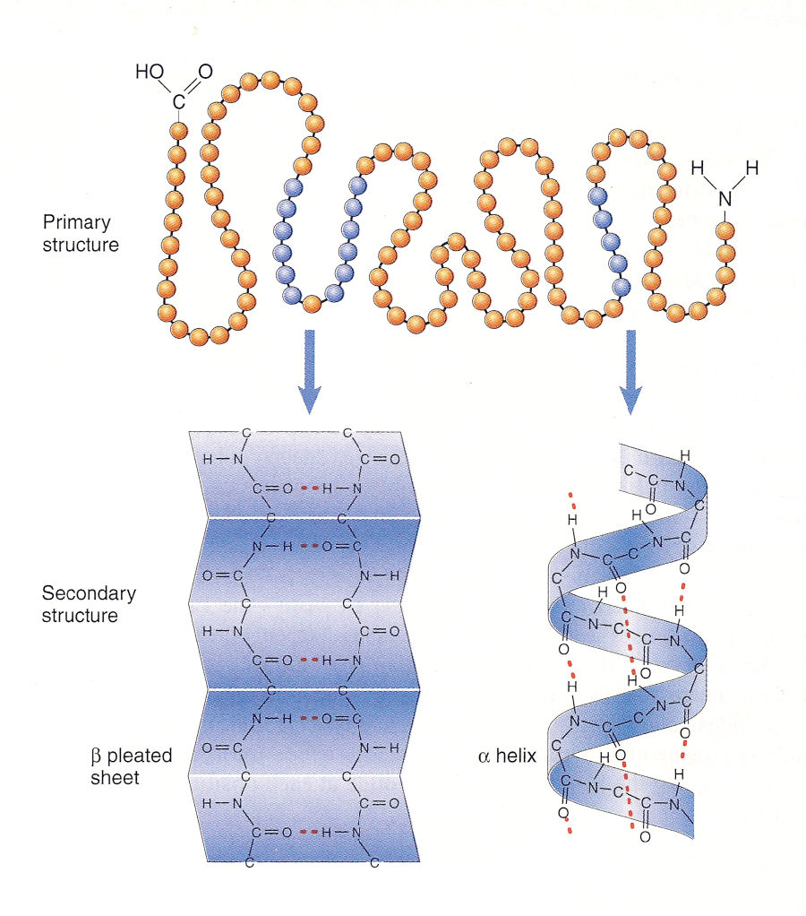 Biology Topic 1 and 2 Notes | Note