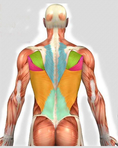 Верхний отдел спины. Анатомия спинных мышц. Кубики мышц на спине. Дисбаланс мышц спины. Статические мышцы позвоночника.