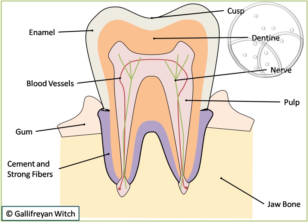 carnivore teeth diagram