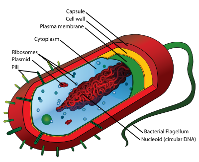 Prokaryotic Cell | Note