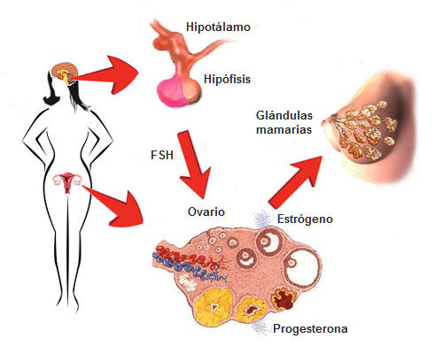 Hormonas Femeninas Note 1226