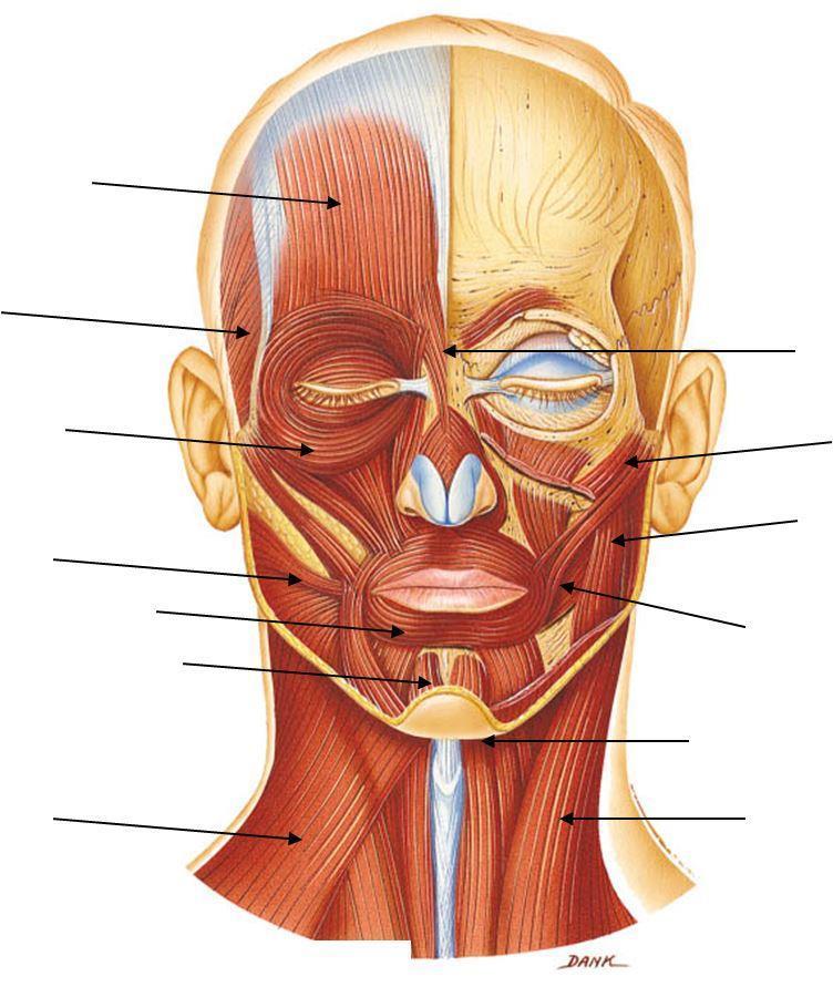 Muscular System | Quiz