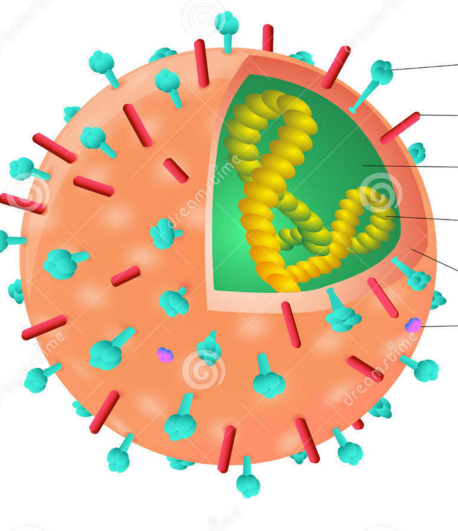 Antiviral Agents | Quiz