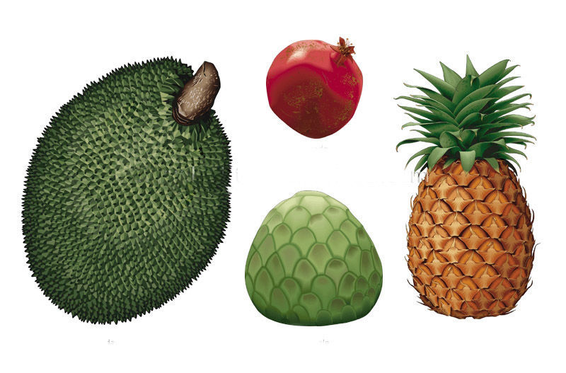 Темно зеленый тропический фрукт с чешуйками. Zara Jackfruit. Фрукт джекфрут схематический рисунок. Subtropical Fruits список.