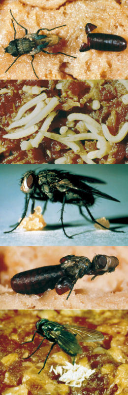 halten Sie Fliegen und Insekten ohne Chemikalien von Lebensmitteln fern Genießen Sie Ihre Mahlzeiten im Freien RXFSP 3 Stück Fliegen und Mücken Insekten Fächer