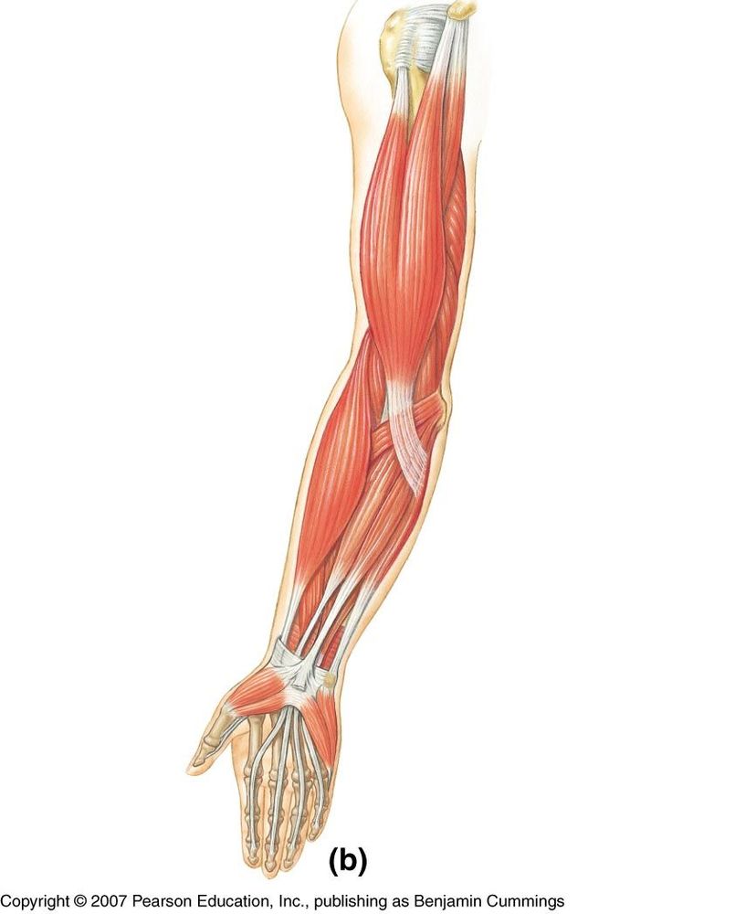 Anterior Muscles Unlabeled