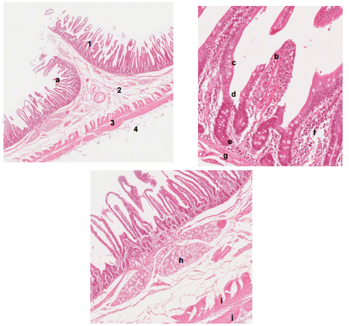 Histology Slides | Quiz