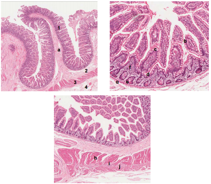 Histology Slides | Quiz