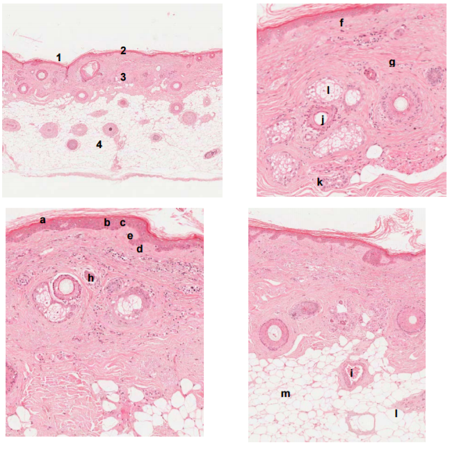 Histology Slides | Quiz