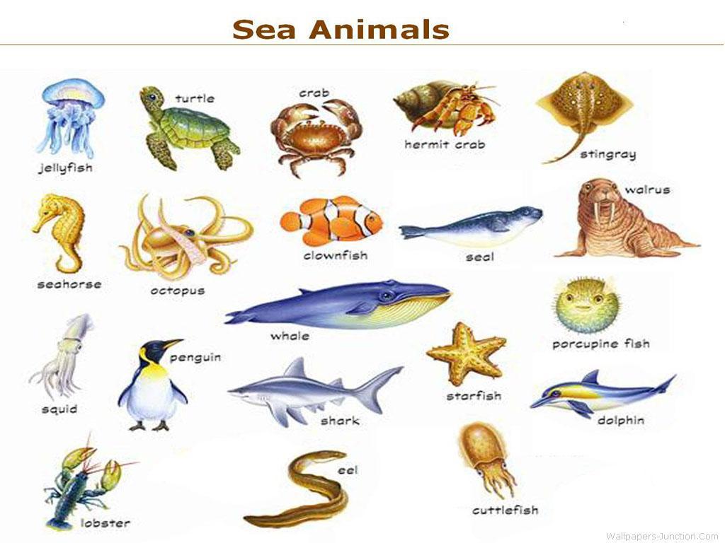 Sea Animals Mind Map